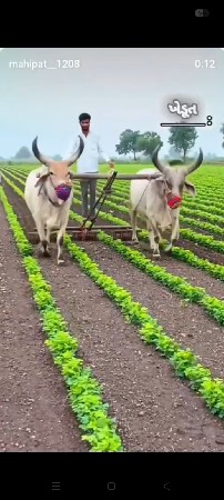 બળદ દેવાના છે