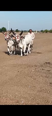 થંબનેલ 2