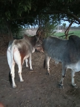 બળદ વેચવાના છે પેલી ઘરના બે સરખા