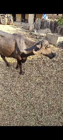 ભેંસ વેચવાની છે