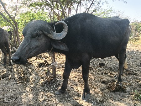 પાંચ ખેડેલિઓ વેચવા ની છે