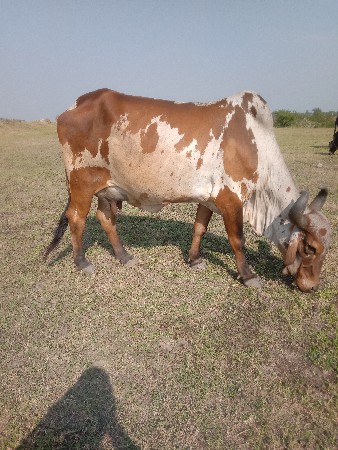 ગાય વેચવાની છે