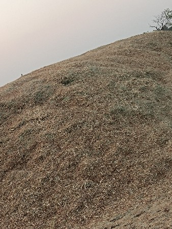 તૂવેર નો ભૂકો. ૨૪ વિઘા નો