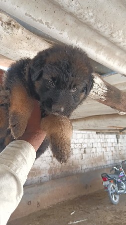 gsd puppy available