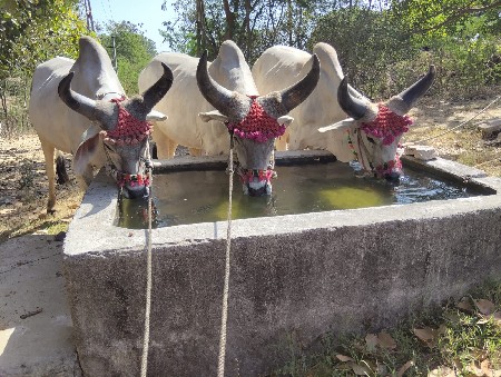 ઘોડલા વેચવાના છે