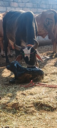 थंबनेल 2