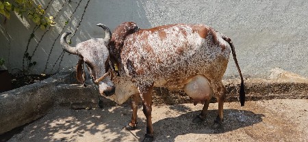 थंबनेल 2