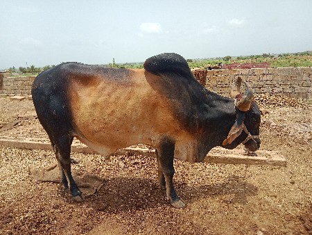 थंबनेल 3