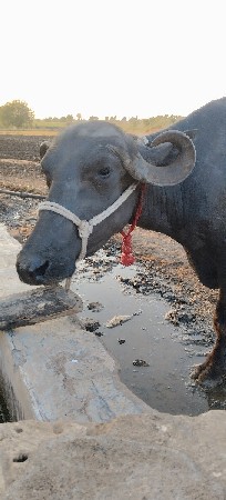 બીજુ વેતર વીયાણી છે