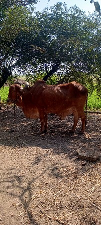 બળદ વેસવાનાછે