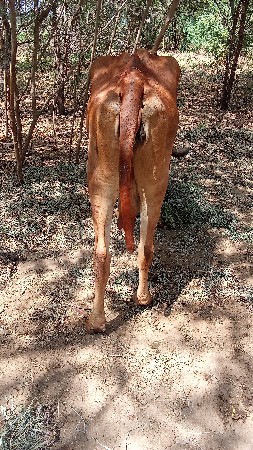 ગાય બેસવાની સે