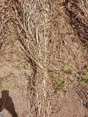 જવારના પુરા