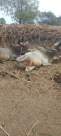 ગોઢલા વેચવાના છે