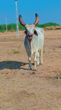 थंबनेल 2