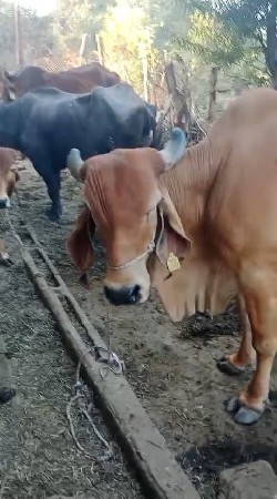 બીજું વેતર ગાભણી