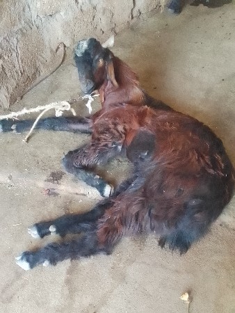 આ બકરા વેચવાનો છે