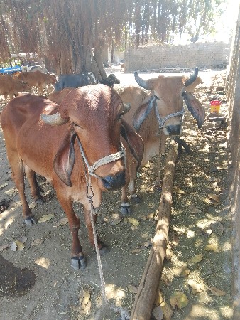 હાલ તાર છે બેલા માં હાલતા