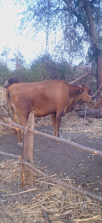 ગાય વેચવાની છે