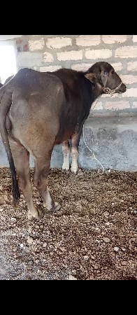 થંબનેલ 3