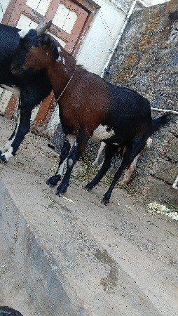 થંબનેલ 2