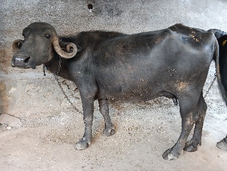 ખડાઈ વેચવાની છે