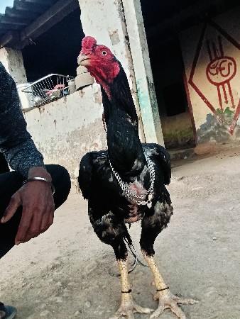 દોઢ વરસનો મૂળભૂત વેચવાનો છે