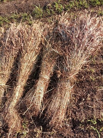 જુવાર ની સાર વેસવા ની સે