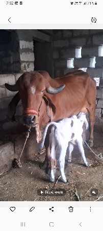 ગાય વેચવાની છે
