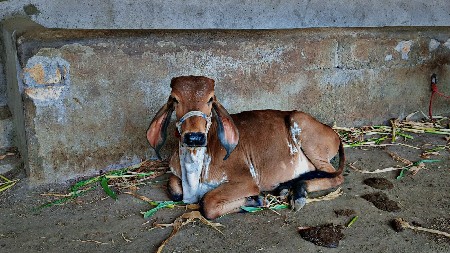 વાછડી વેંચવા ની છે