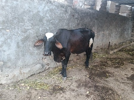 ગાય વેચવાની છે