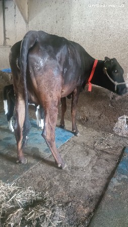 થંબનેલ 2