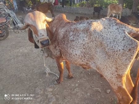 थंबनेल 3