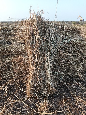 જુવાર ની નીરણ