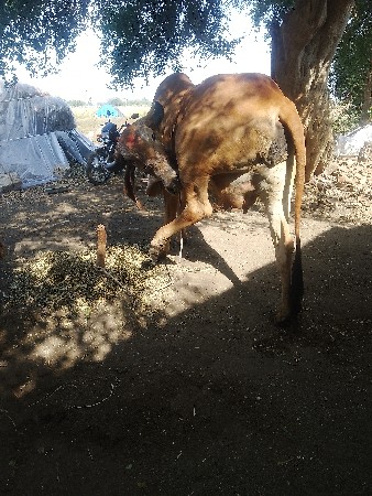 થંબનેલ 3