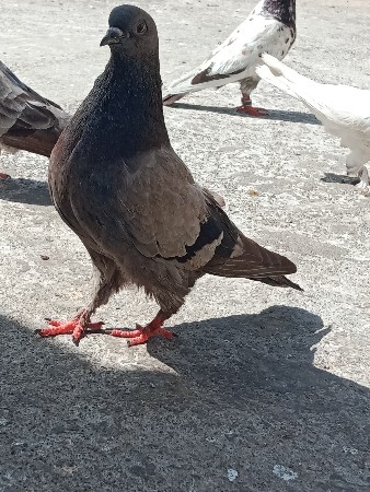 थंबनेल 3