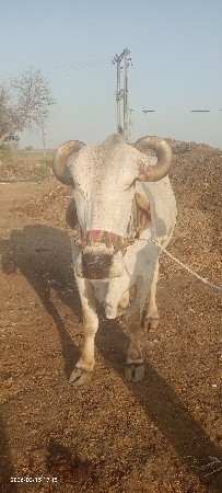 થંબનેલ 2