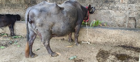 थंबनेल 3