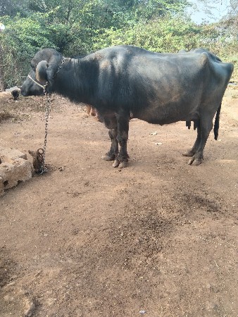 થંબનેલ 3