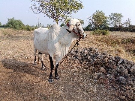 थंबनेल 3