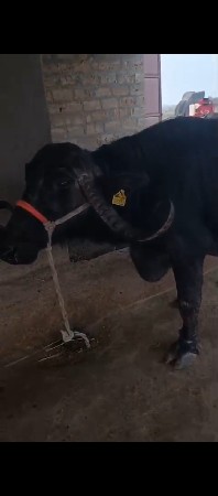 વિસ દિવસની કાચી ભેસ સારિ છે તીજ