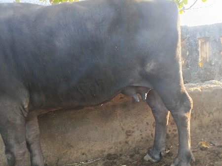 ભેસ વેસવાની છે