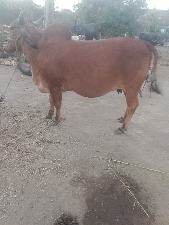 ગાય વેચવાની છે