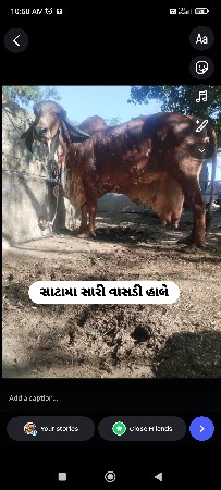 ગીર ગાય વેસવાની સે