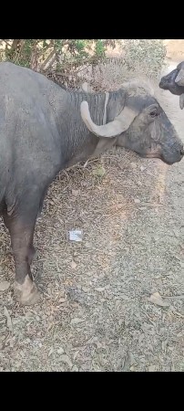 ભેશવેસવાની