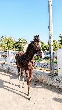 થંબનેલ 2