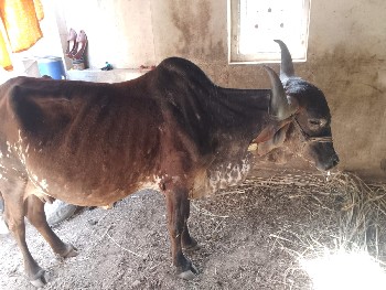 ગાય વેચવા