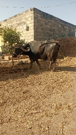 थंबनेल 3