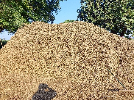 ભૂકો (પાલો) વેચવાનો છે