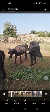 થંબનેલ 3