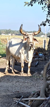 थंबनेल 2